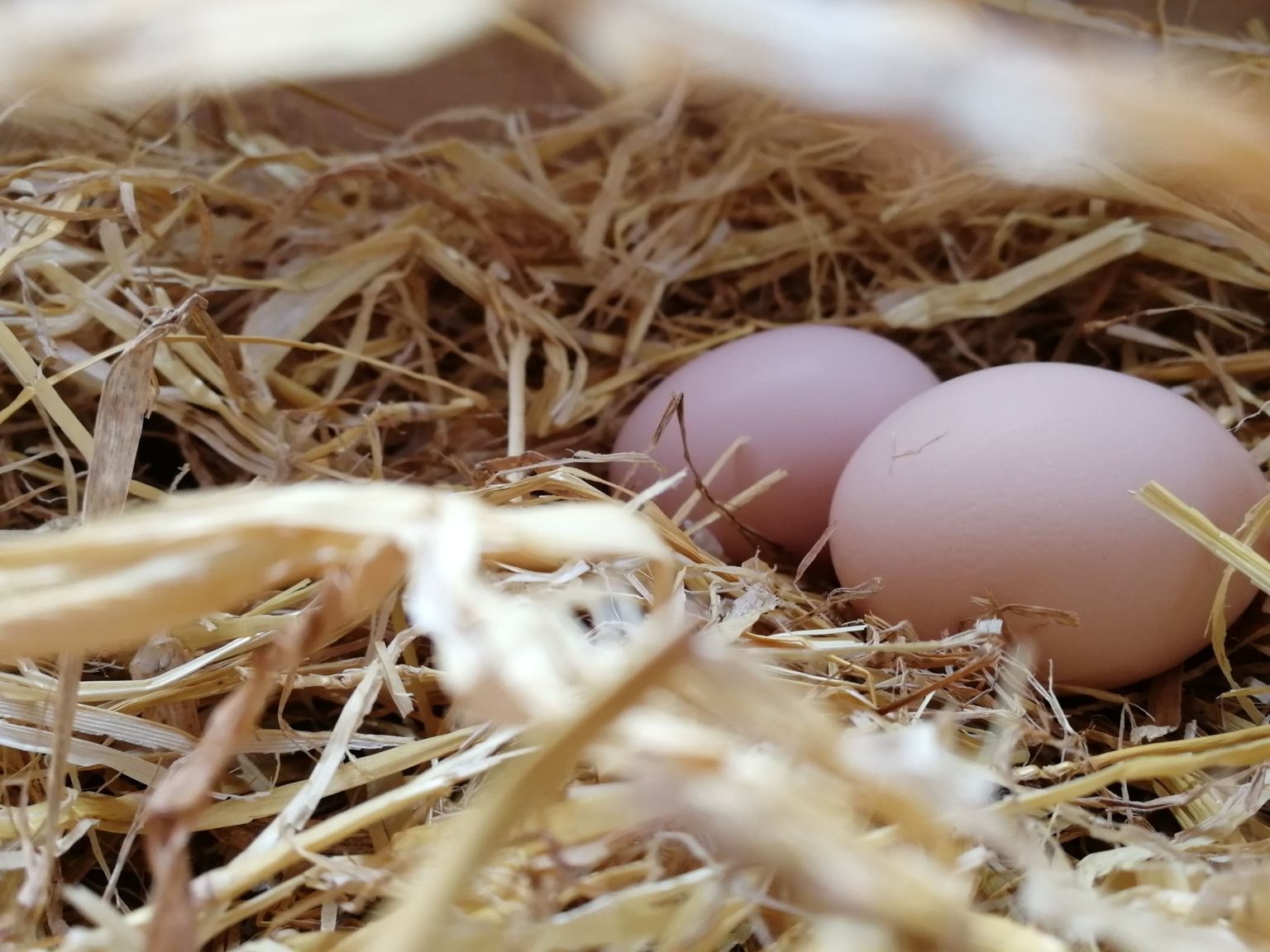 脂肪が筋肉に変わる?筋肉が脂肪に変わる?【その認識は間違いですよ】 さつばの雑記ブログ 脂肪が筋肉に変わる?筋肉が脂肪に変わる?【その認識は間違いですよ】 さつばの雑記ブログ